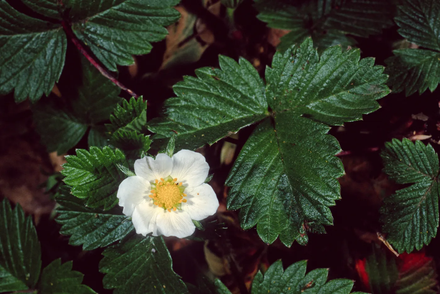 Fragaria, Santa Barbara Botanic Garden