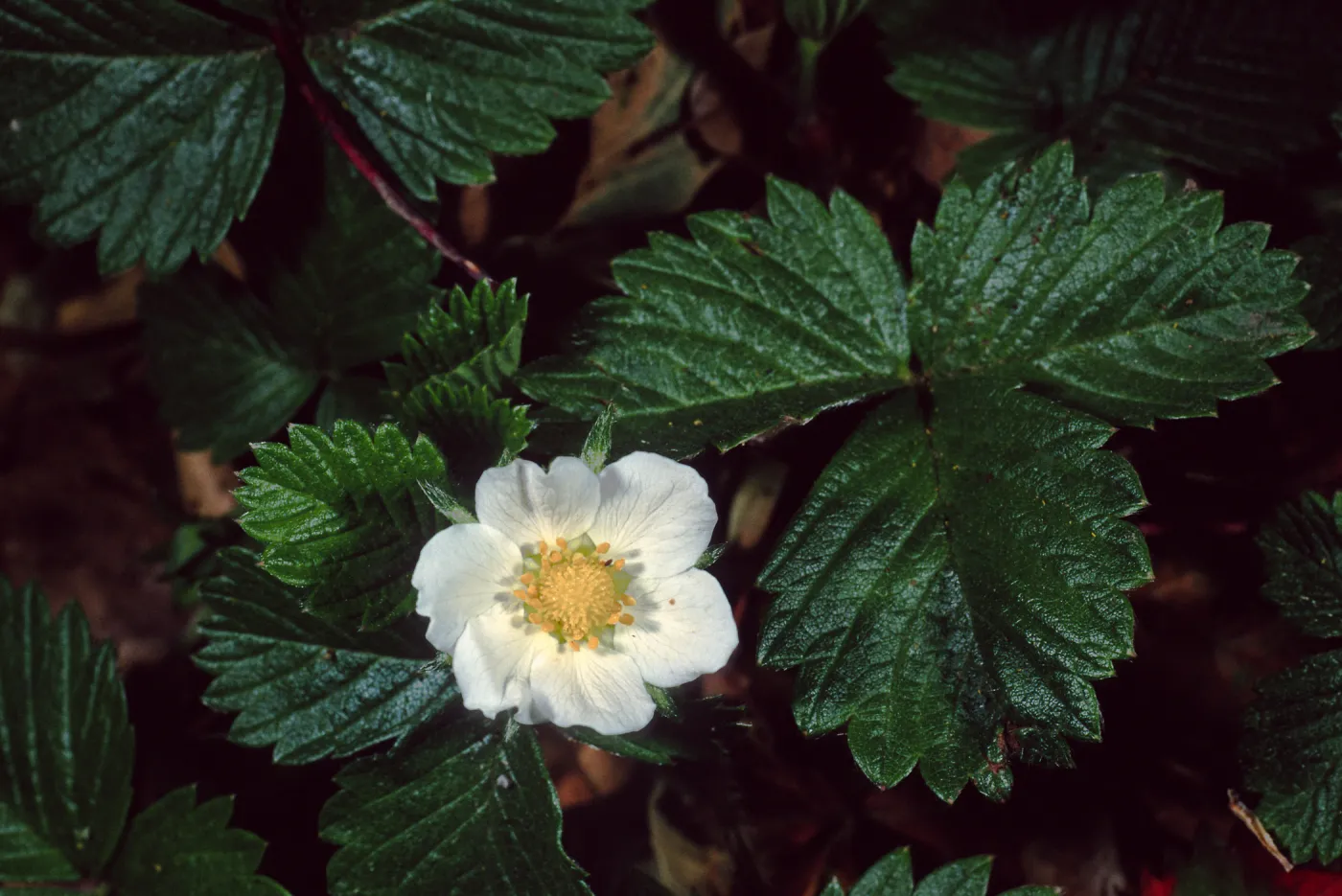 Fragaria, Santa Barbara Botanic Garden
