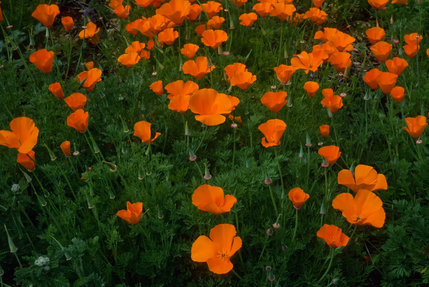Eschscholzia (California Poppy) Santa Barbara Botainc Garden, meadow