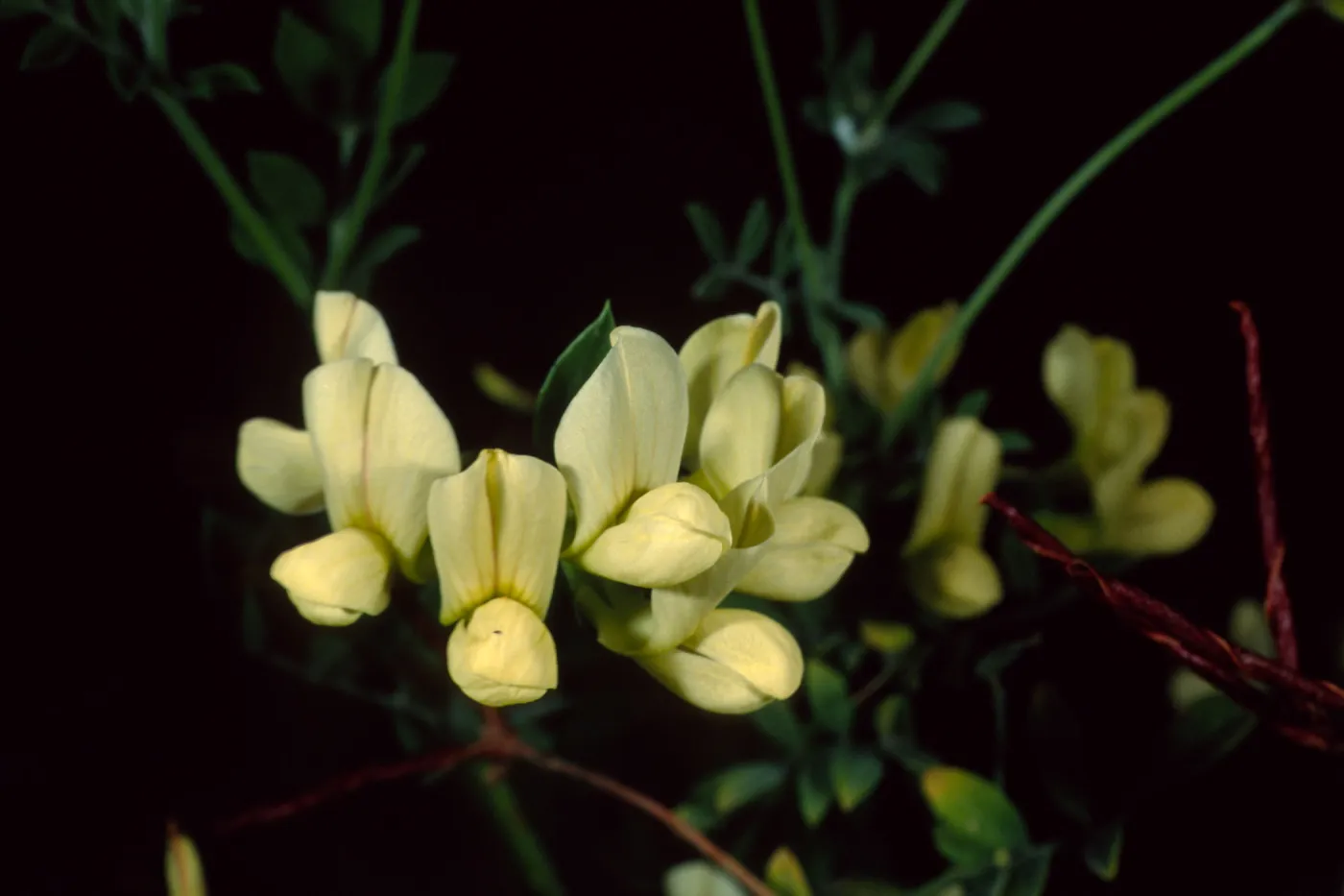 Lotus grandiflorus, Santa Barbara Botanic Garden