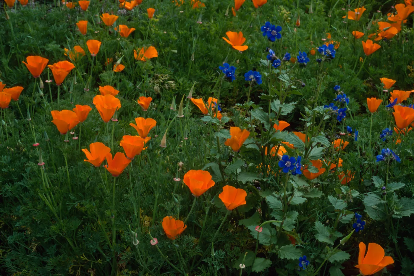 Phacelia, Eschscholzia (California Poppy) , Santa Barbara Botanic Garden, meadow