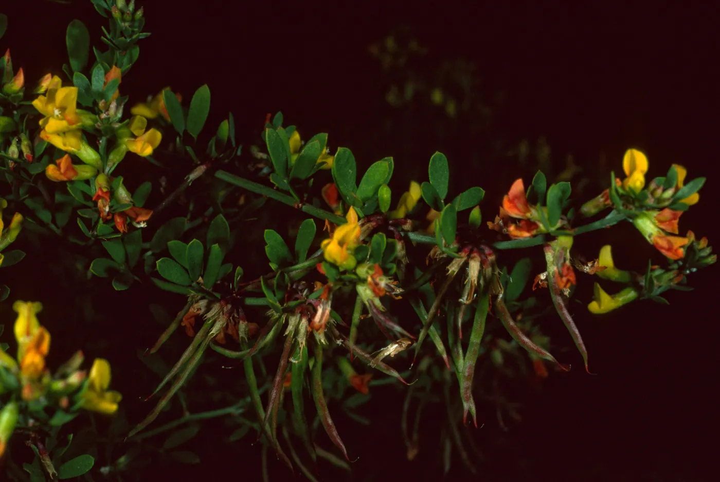 Lotus dendroideus traskiae, Santa Barbara Botanic Garden