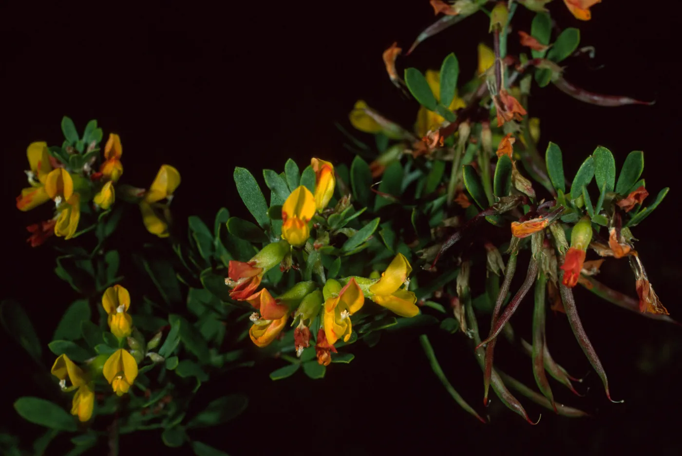 Lotus dendroideus traskiae, Santa Barbara Botanic Garden