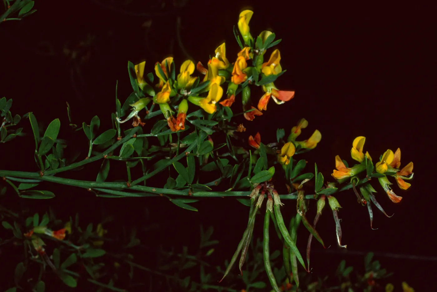 Lotus dendroideus traskiae, Santa Barbara Botanic Garden