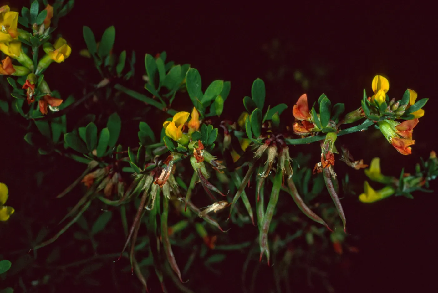 Lotus dendroideus traskiae, Santa Barbara Botanic Garden