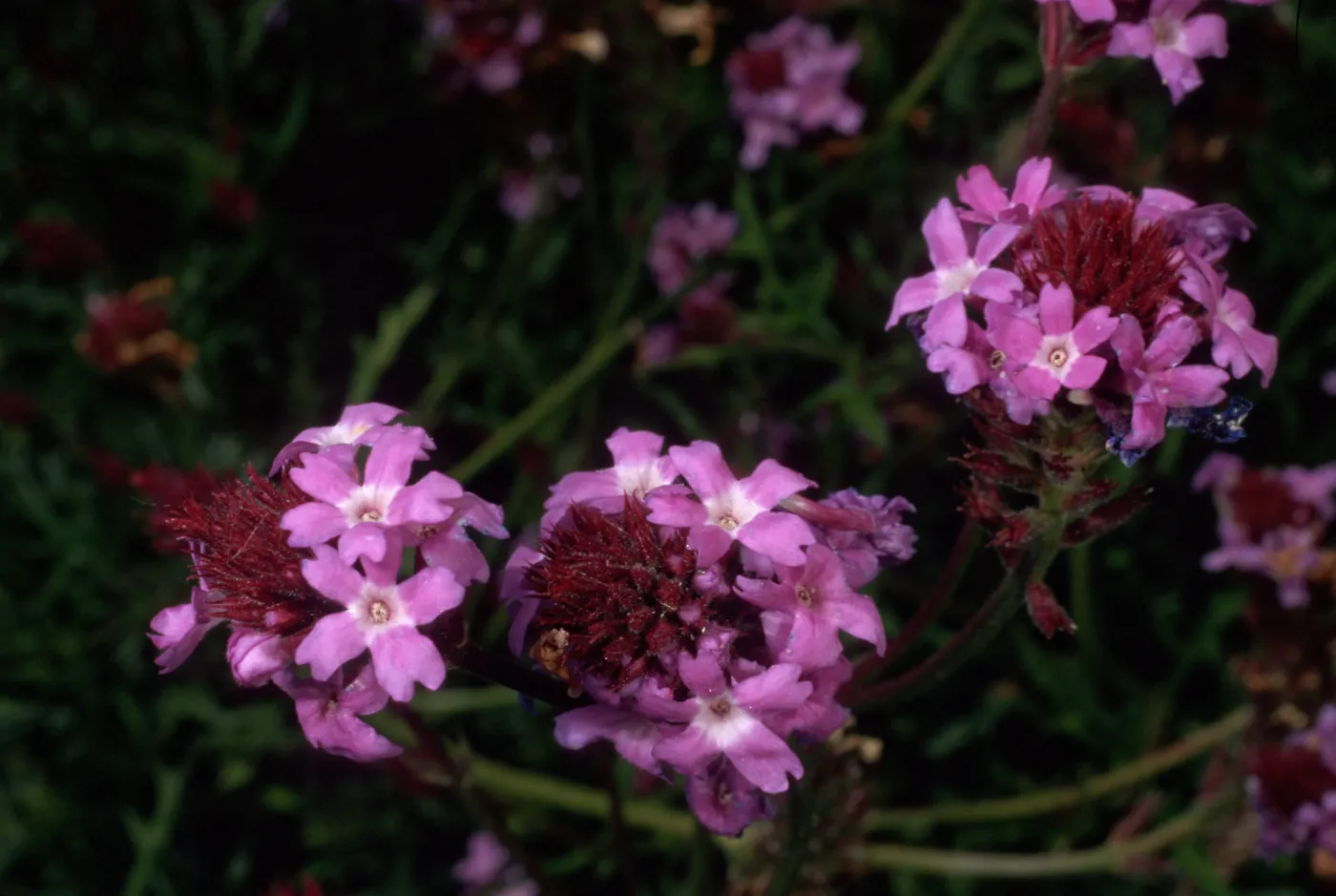 Verbena lilacina, Santa Barbara Botanic Garden