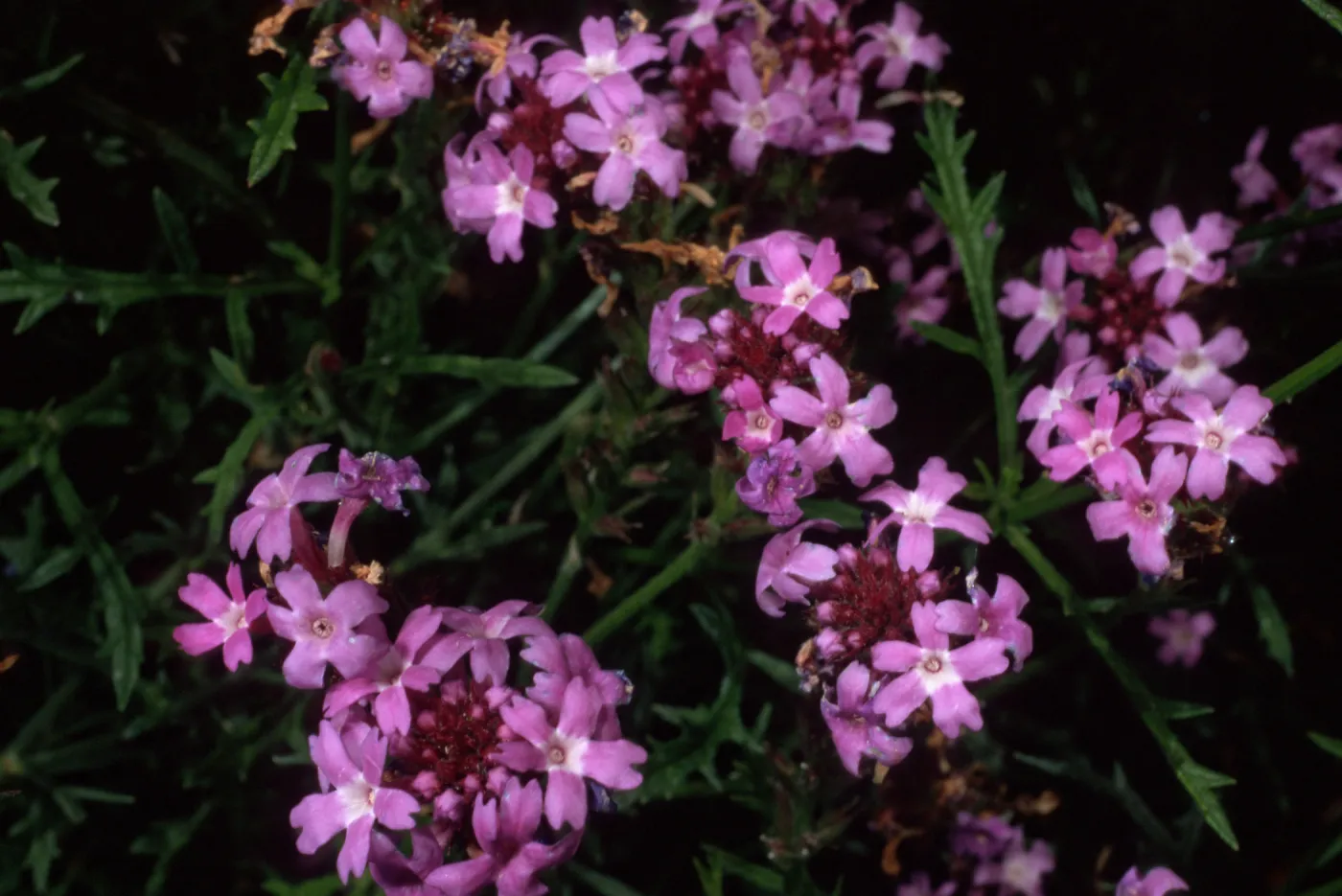 Verbena lilacina, Santa Barbara Botanic Garden