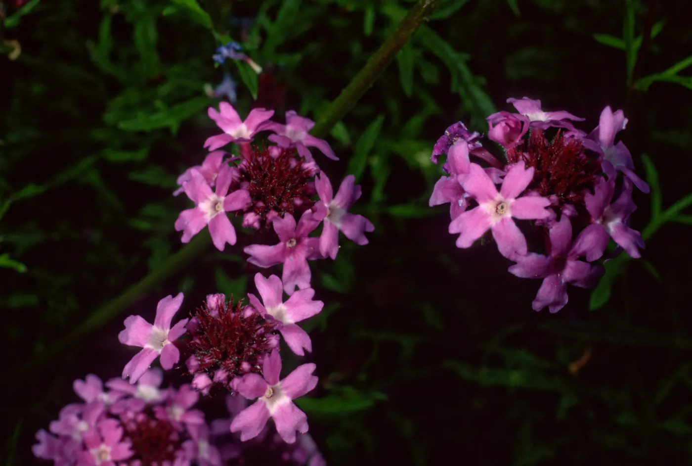 Verbena lilacina, Santa Barbara Botanic Garden