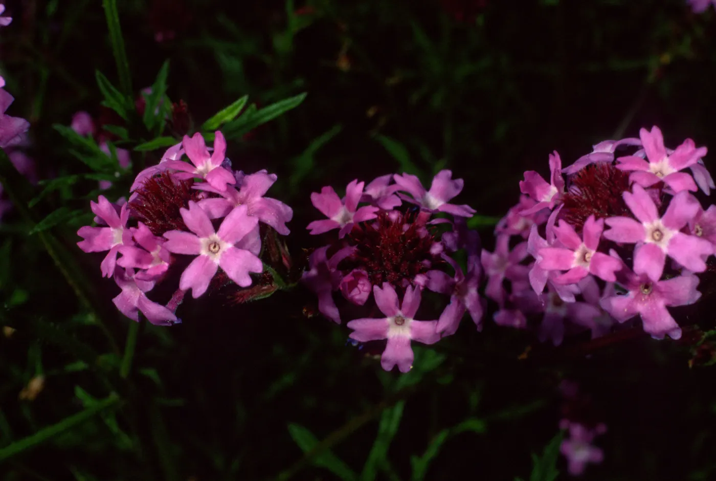 Verbena lilacina, Santa Barbara Botanic Garden