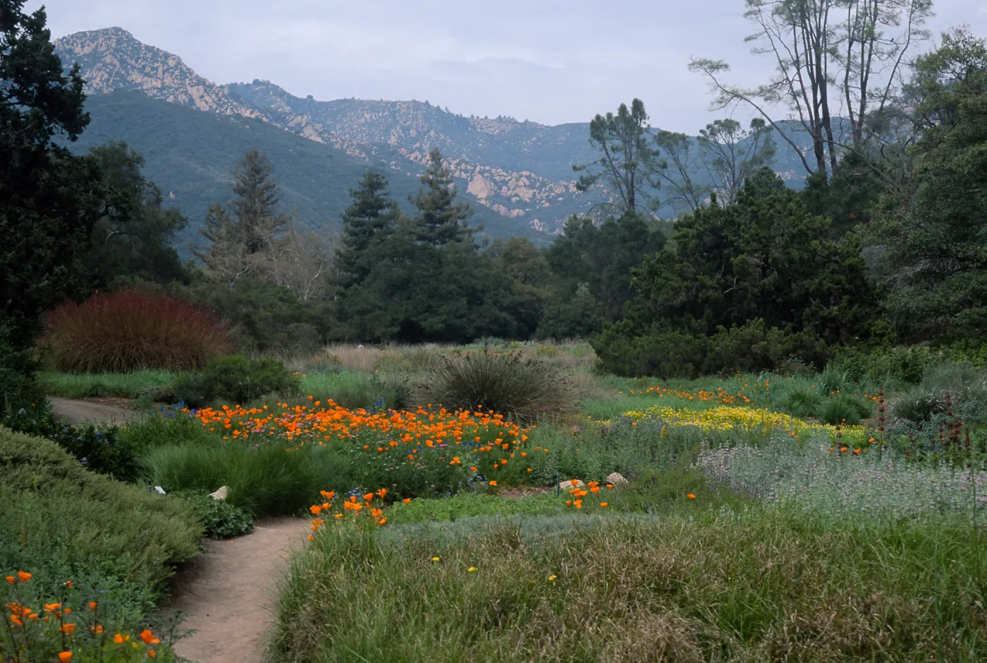 meadow, Santa Barbara Botanic Garden