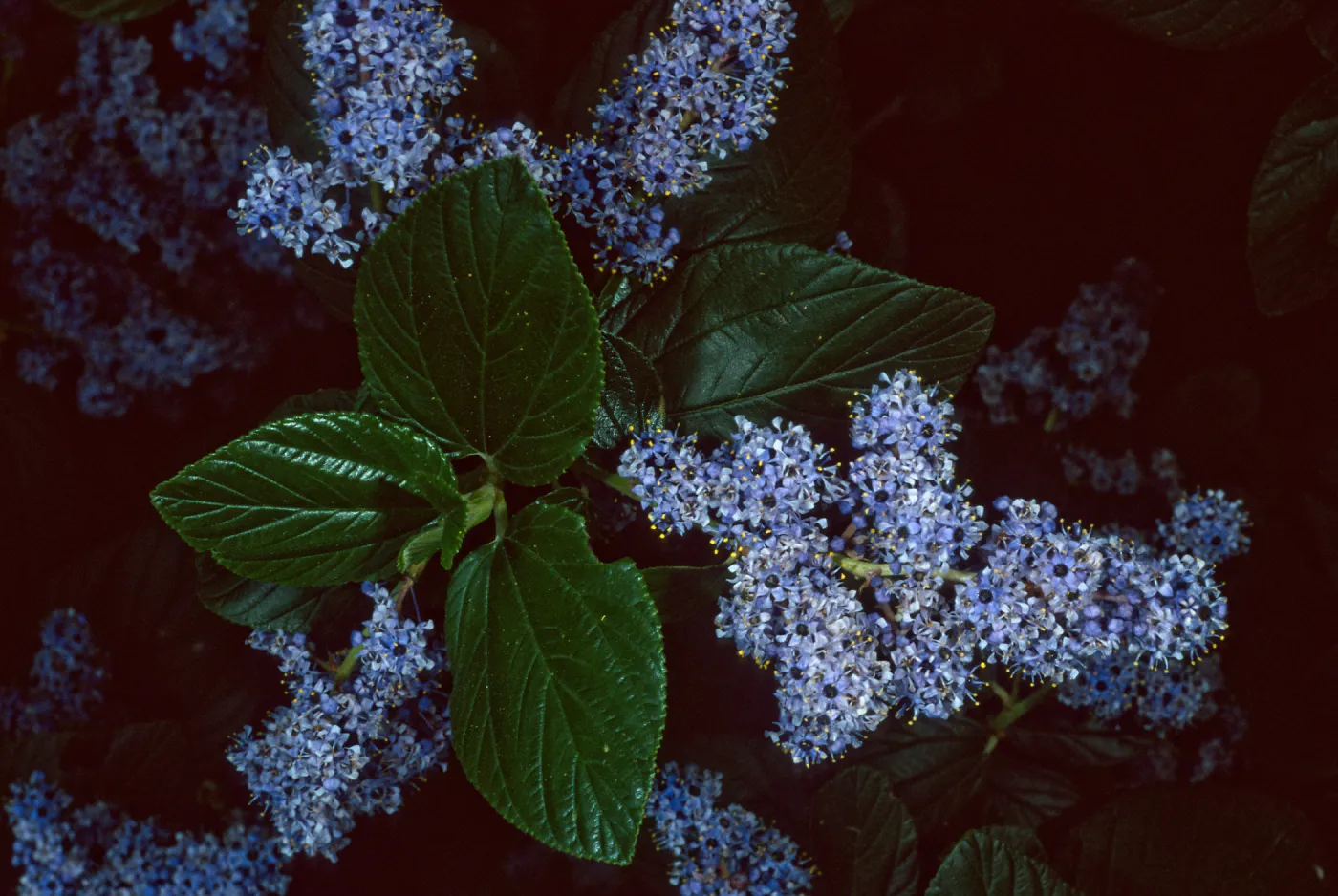 Ceanothus arboreus, Santa Barbara Botanic Garden