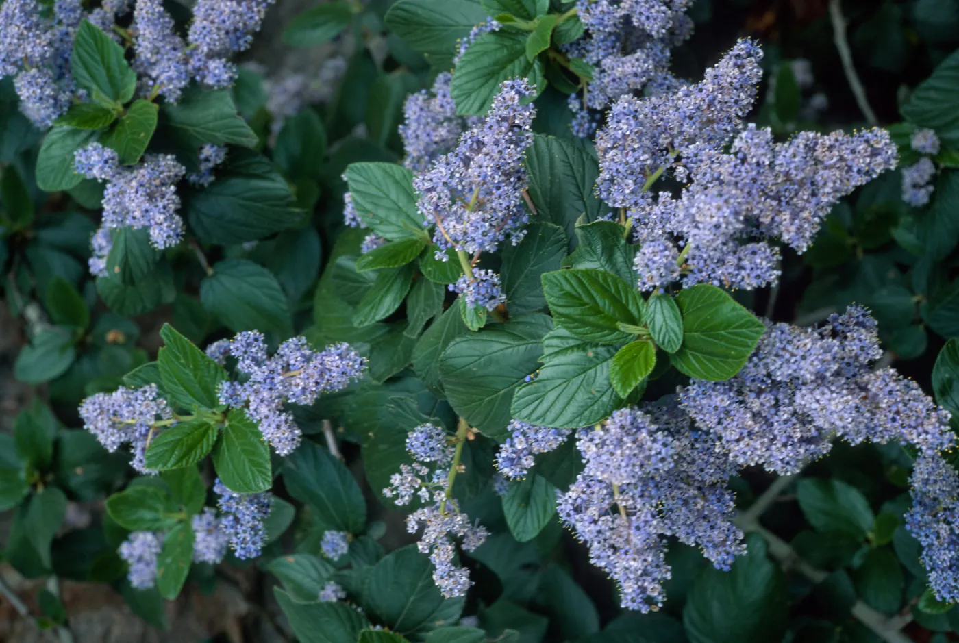 Ceanothus arboreus, Santa Barbara Botanic Garden