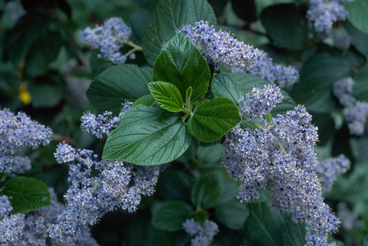 Ceanothus arboreus, Santa Barbara Botanic Garden
