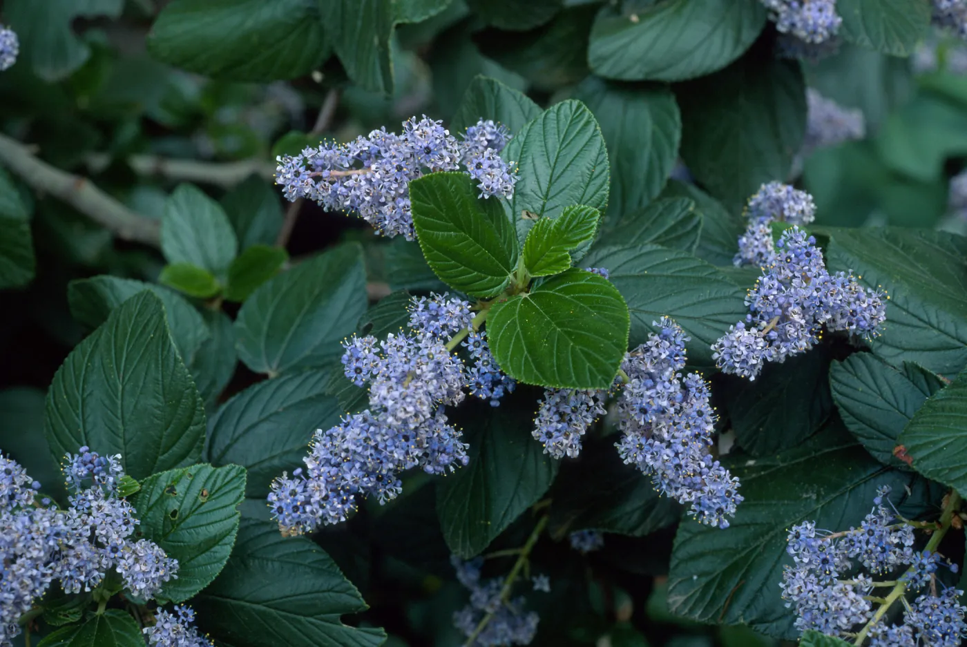 Ceanothus arboreus, Santa Barbara Botanic Garden
