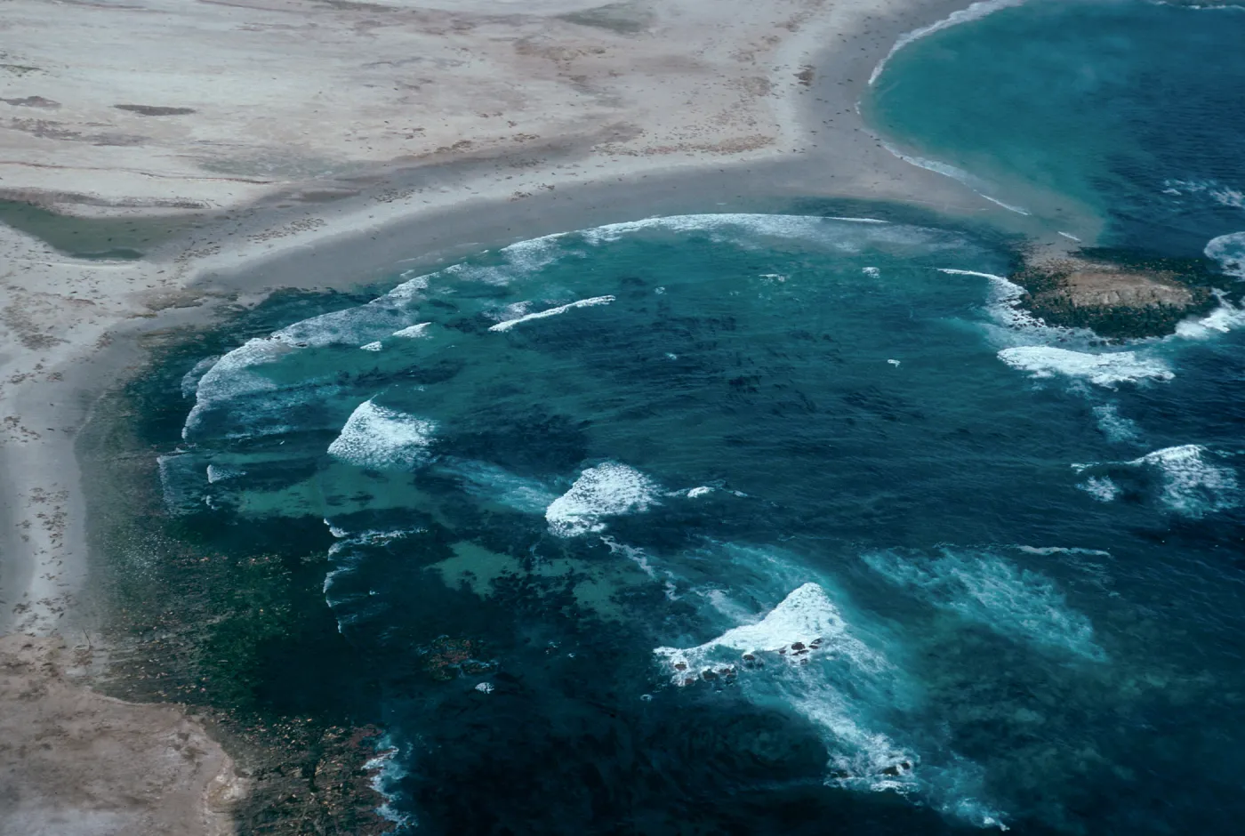 Pinnipeds, Point Bennett, San Miguel Island