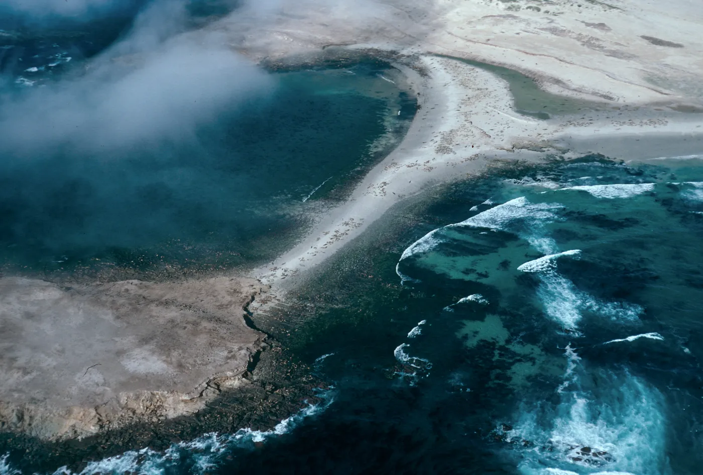 Pinnipeds, Point Bennett, San Miguel Island