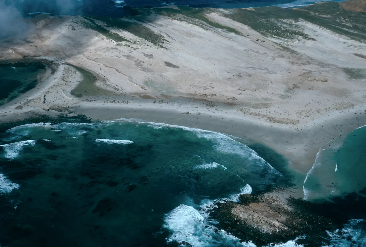 Pinnipeds, Point Bennett, San Miguel Island
