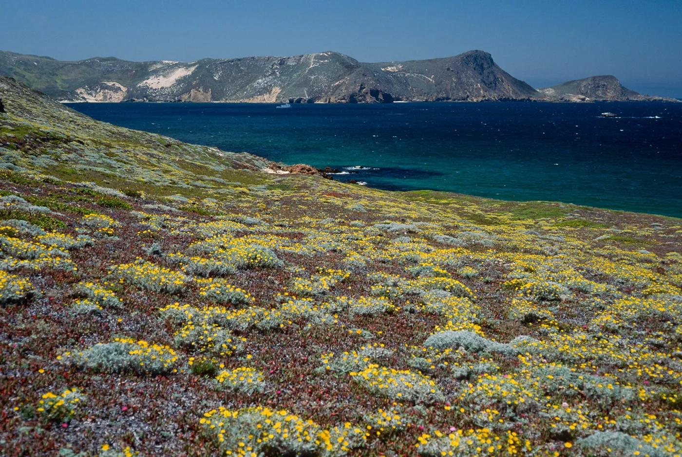 Malacothrix incana, just West of Hoffmann Point, San Miguel Island