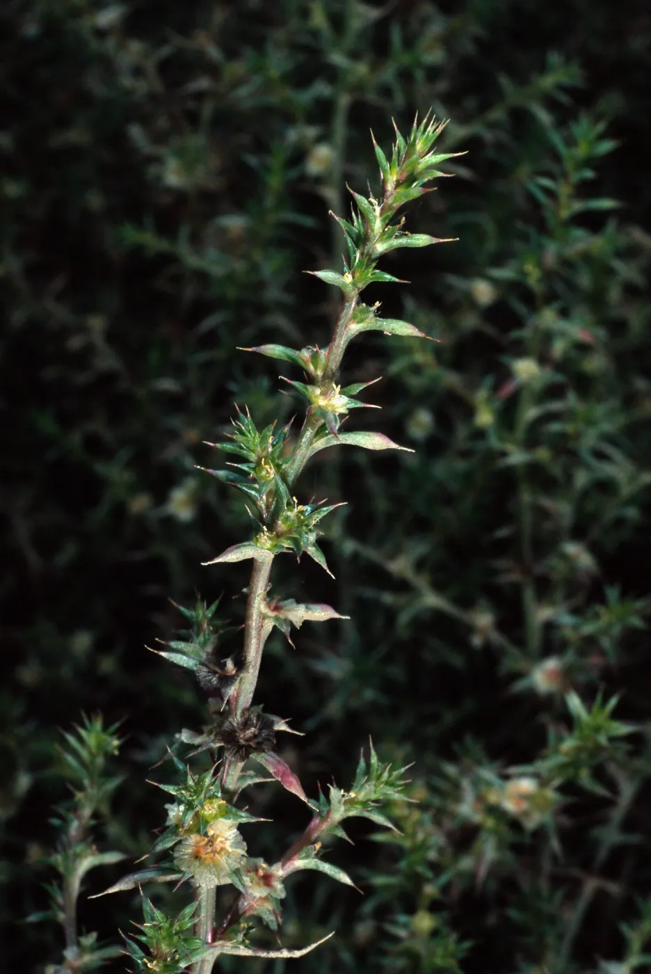 Salsola kali pontica, metric site on Beach Road, San Nicolas Island