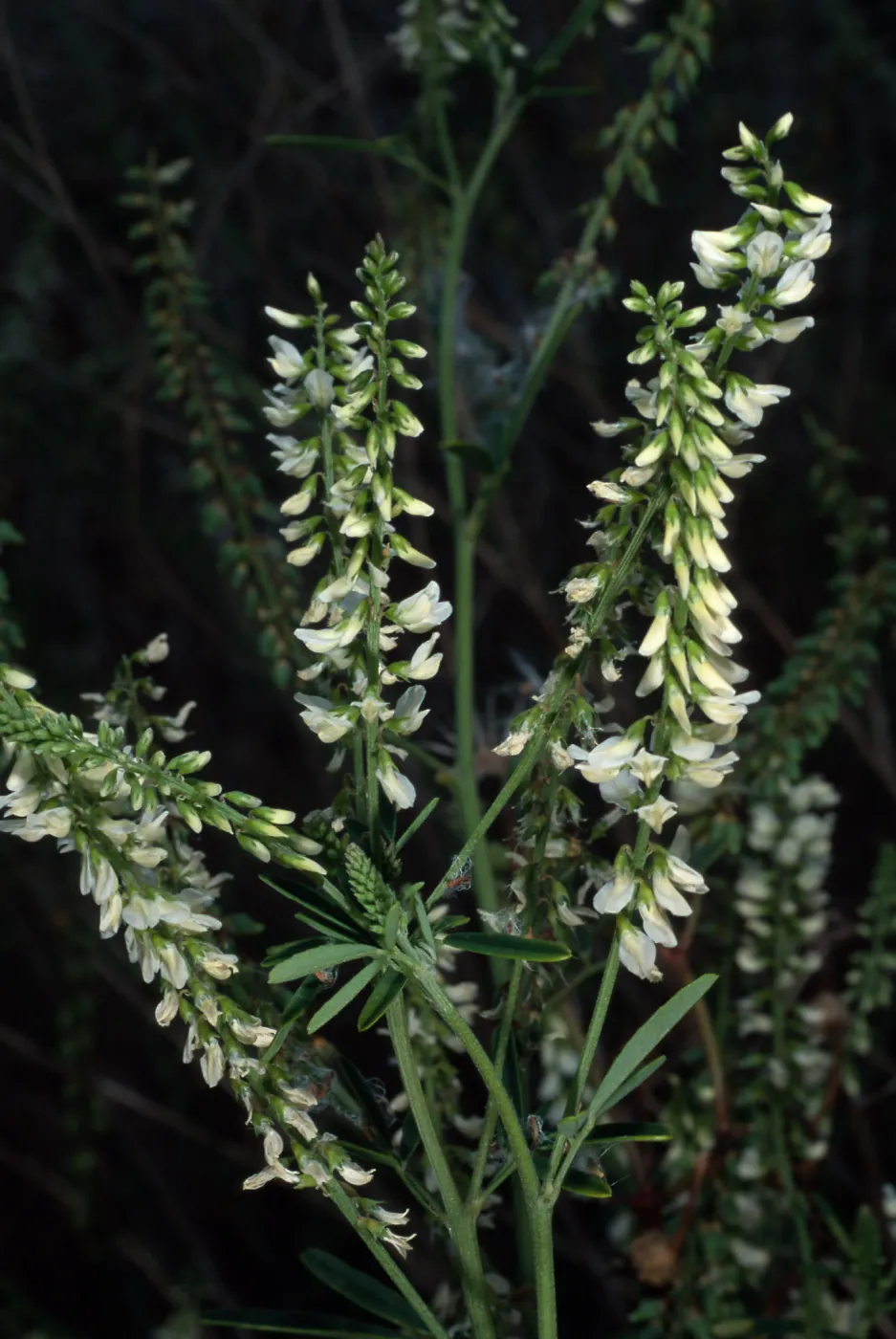Melilotus albus, metric site/ Beach Road, San Nicolas Island