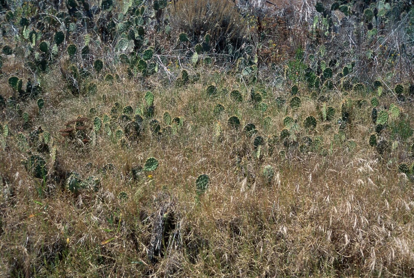 Cynodon (Bermuda grass) covering Opuntia (Prickly-pear), Lower ï¿½Lï¿½ Canyon, San Nicolas Island