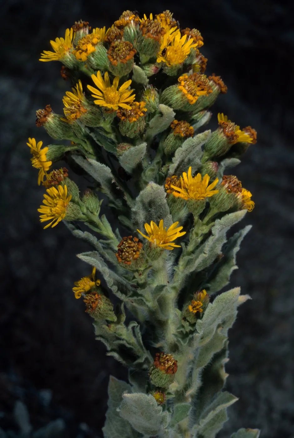 Heterotheca grandiflora, Northeast coastal flats (metric), San Nicolas Island