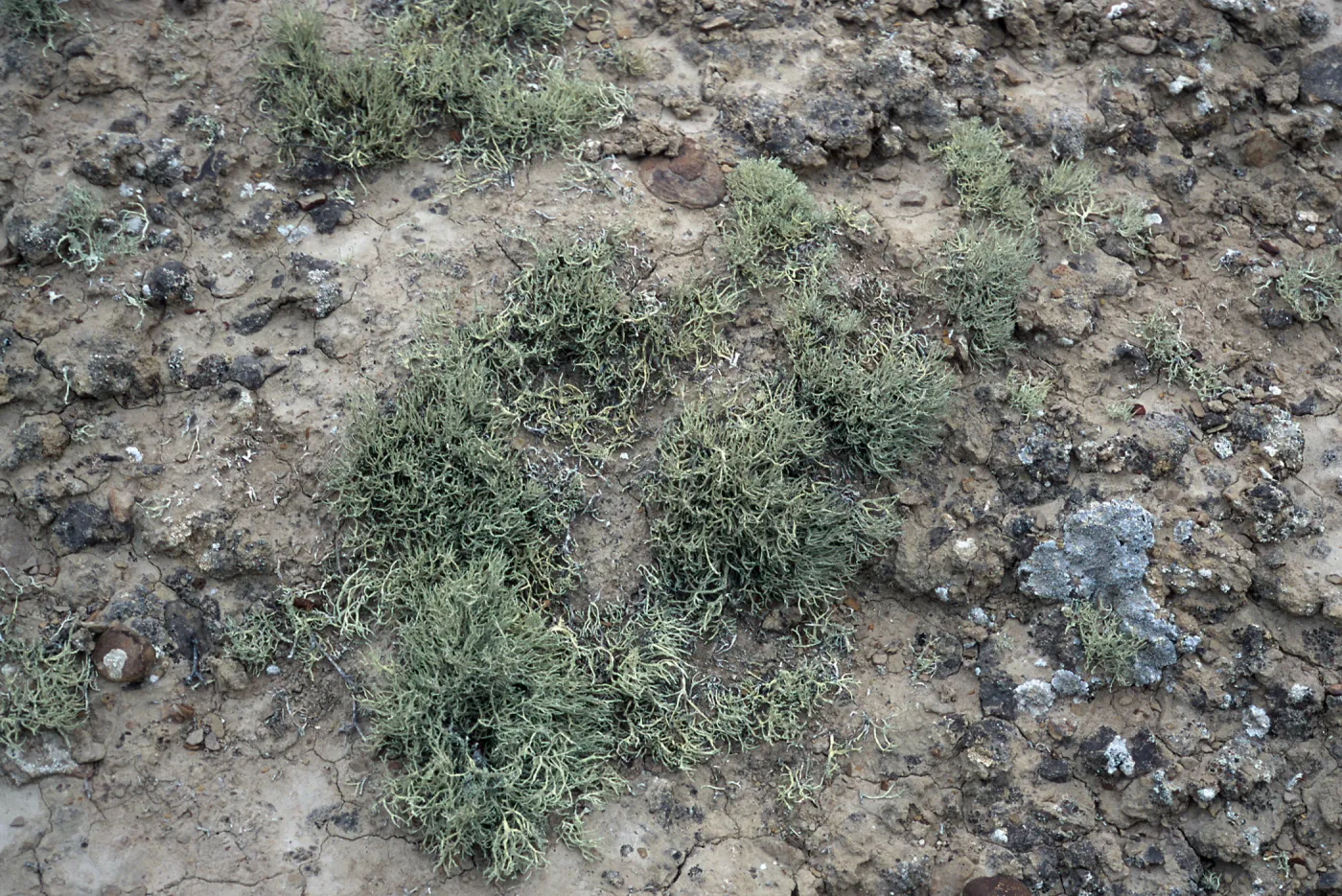 Niebla ramosissima, Theodolite Road, San Nicolas Island