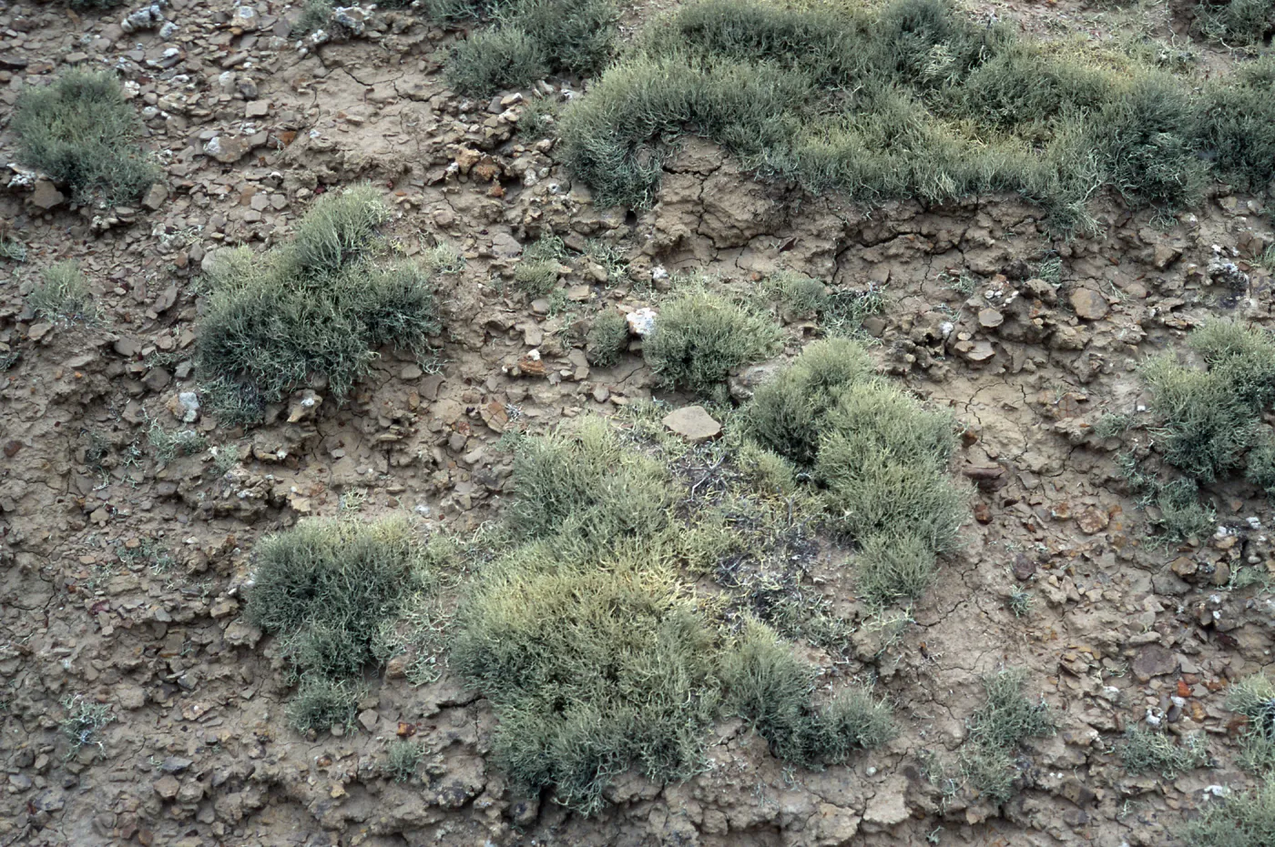Niebla ramosissima, Theodolite Road, San Nicolas Island
