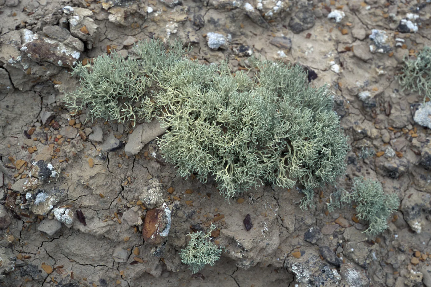 Niebla ramosissima, Theodolite Road, San Nicolas Island