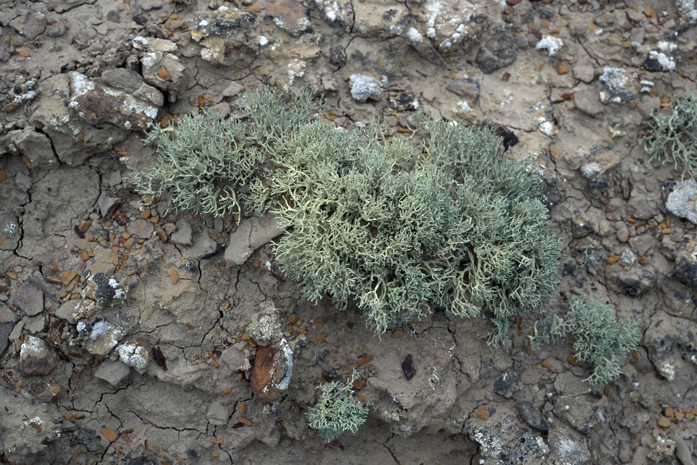Niebla ramosissima, Theodolite Road, San Nicolas Island