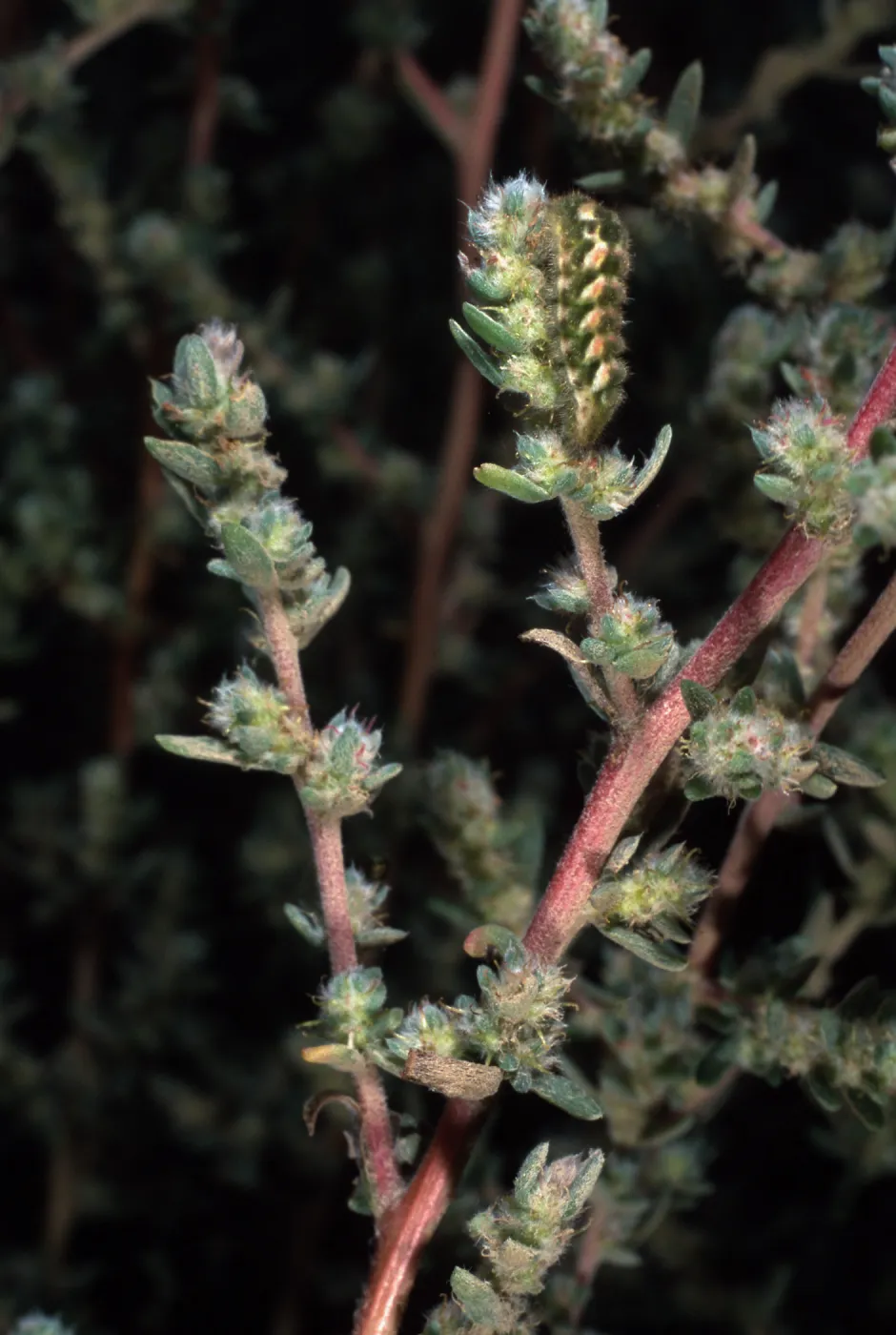 Bassia hyssopifolia, w/caterpillars, metric site/Beach Road, San Nicolas Island
