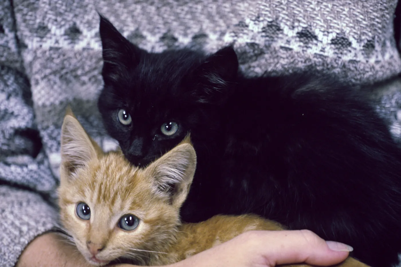 kittens, San Nicolas Island