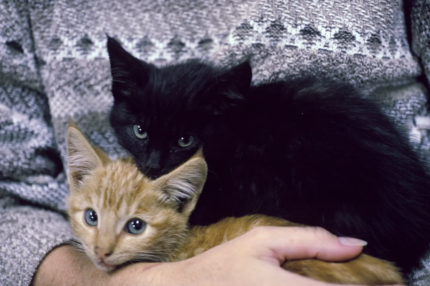 kittens, San Nicolas Island
