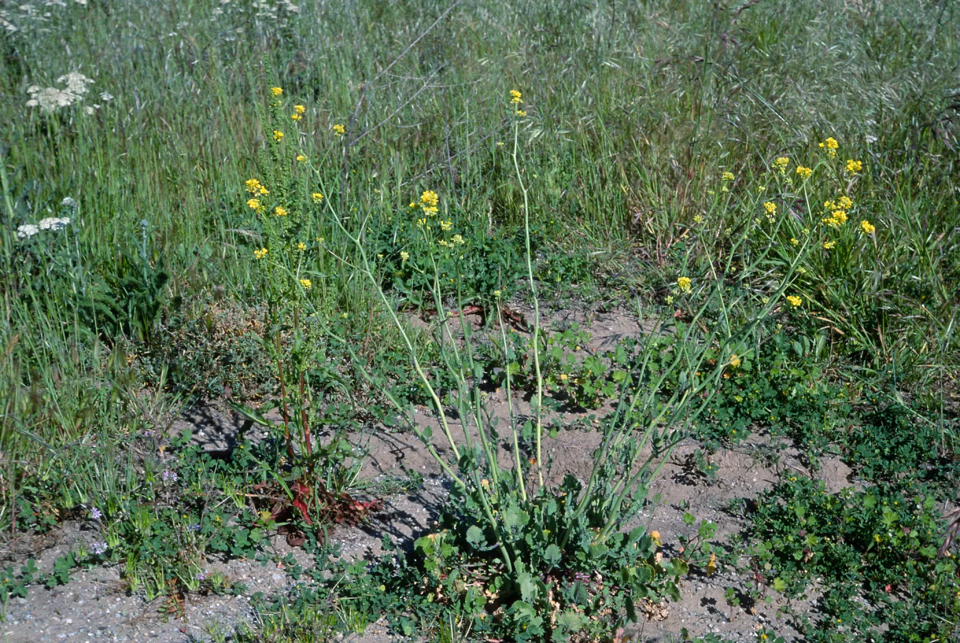 Hirschfeldia incana, San Nicolas Island