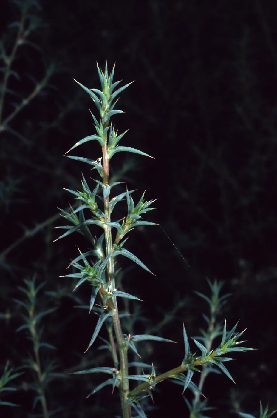 Salsola tragus, metric site/Beach Road, San Nicolas Island