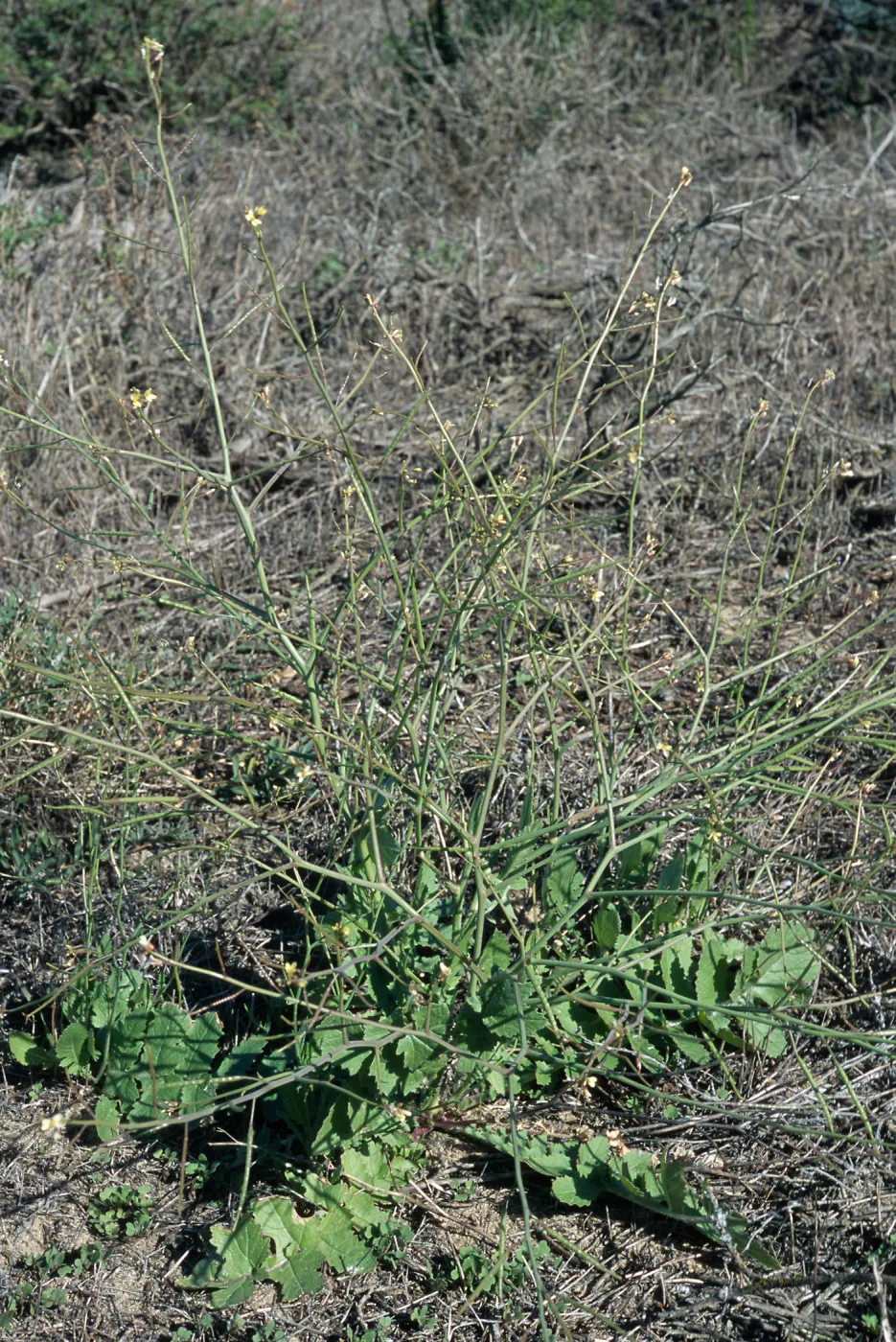 Brassica tournefortii, San Nicolas Island