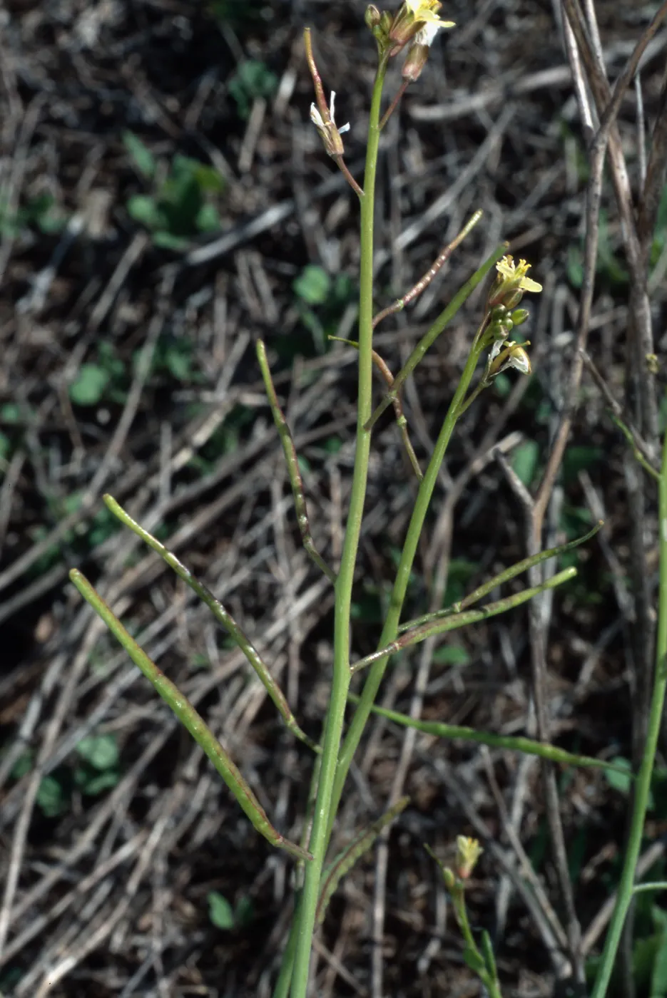 Brassica tournefortii, San Nicolas Island