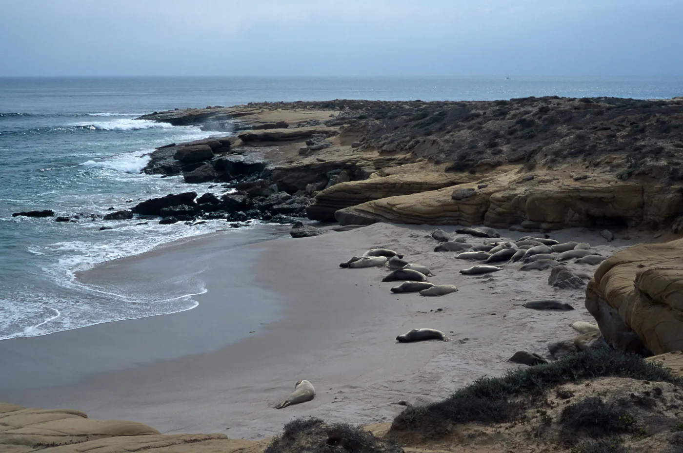 Elephant Seals, beach South of sandspit, San Nicolas Island