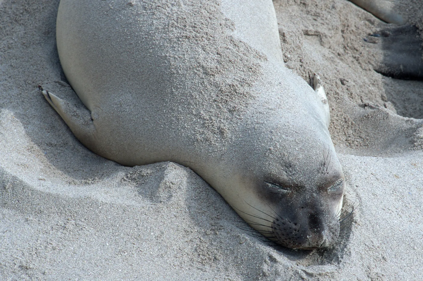 Elephant Seals, beach South of sandspit, San Nicolas Island