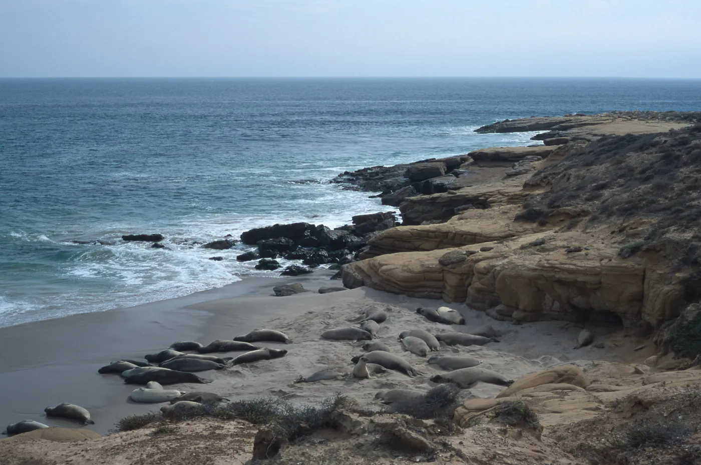Elephant Seals, beach South of sandspit, San Nicolas Island