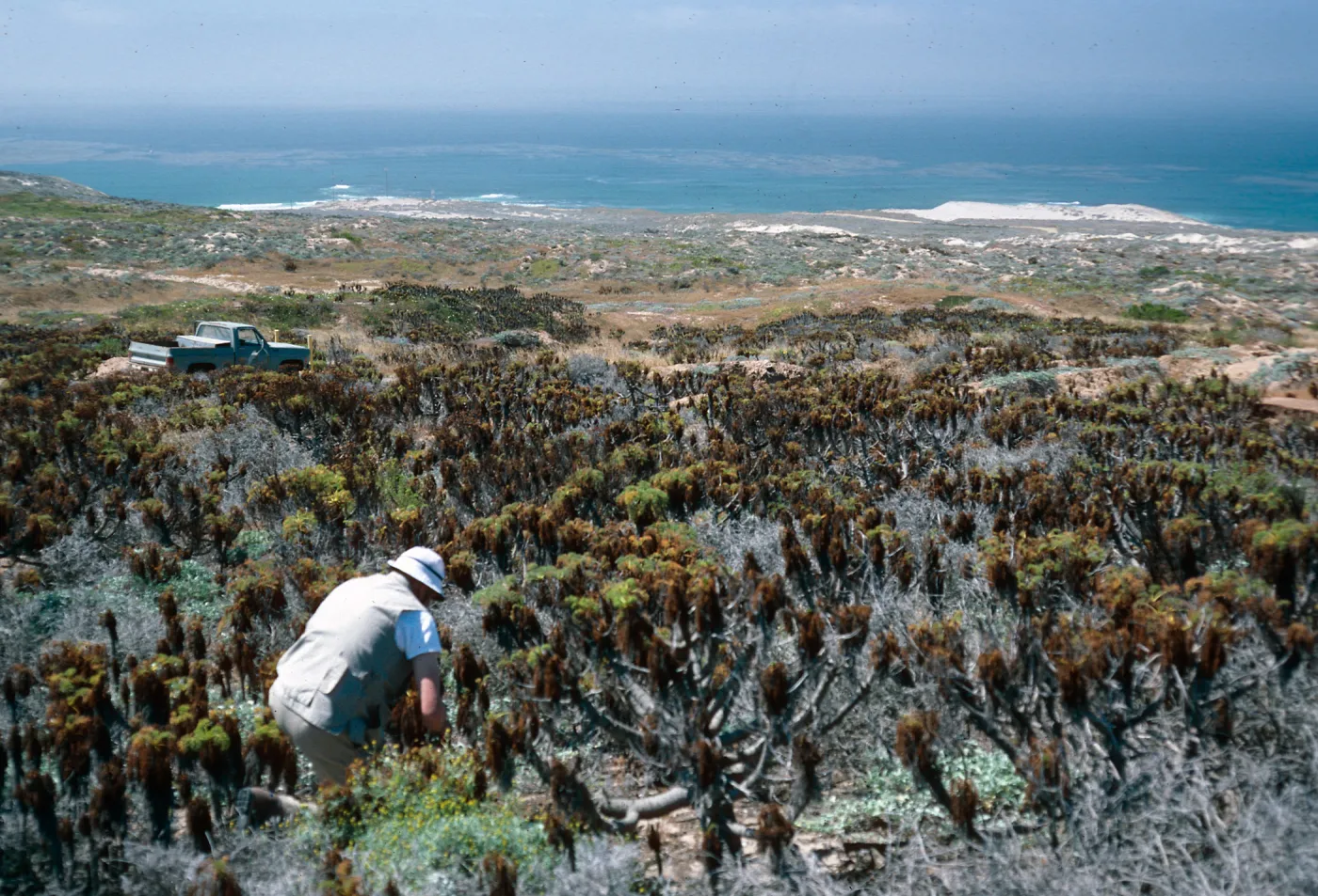 Malacothrix hybrid, location across road from Tule Springs, San Nicolas Island