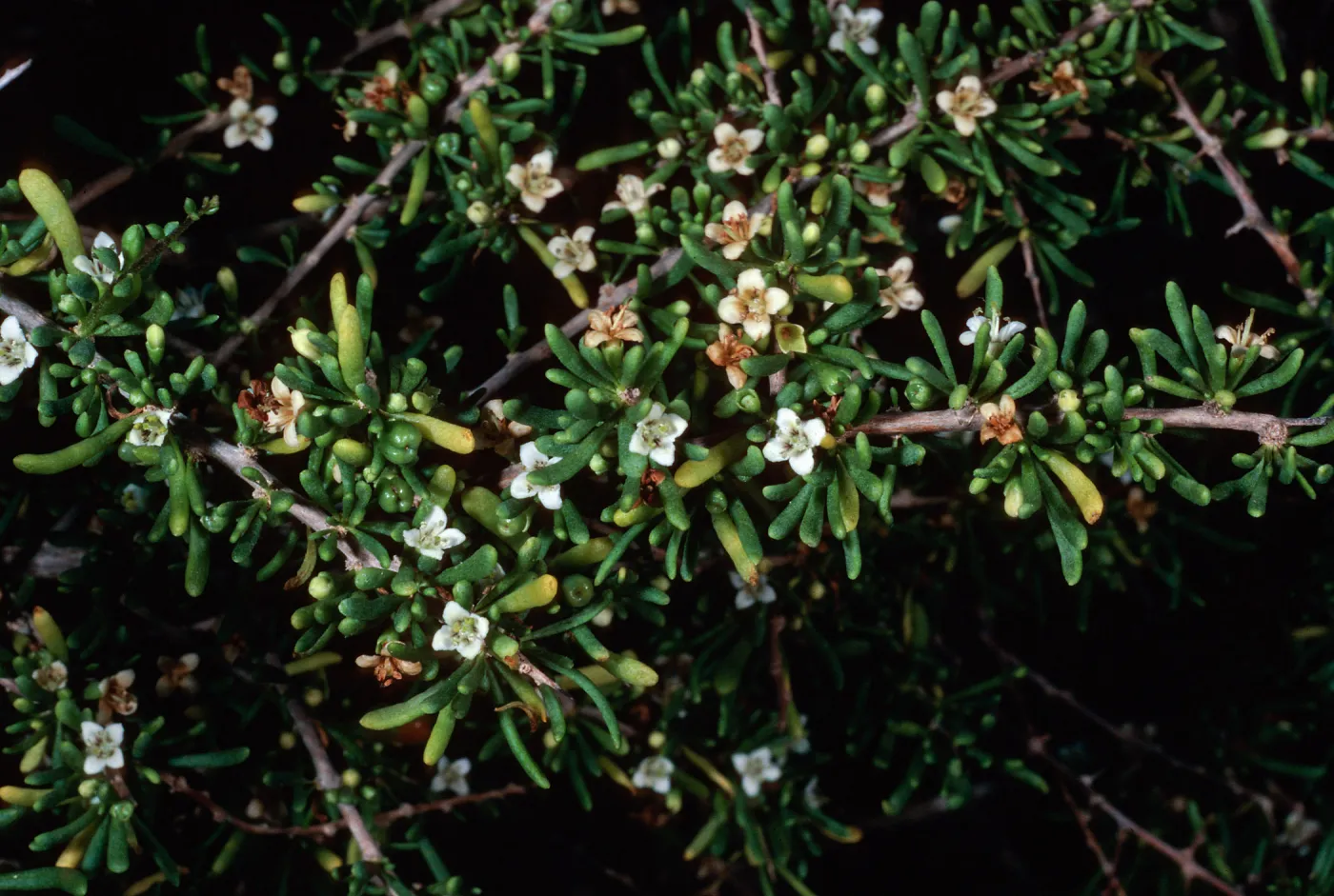 Lycium californicum, San Nicolas Island