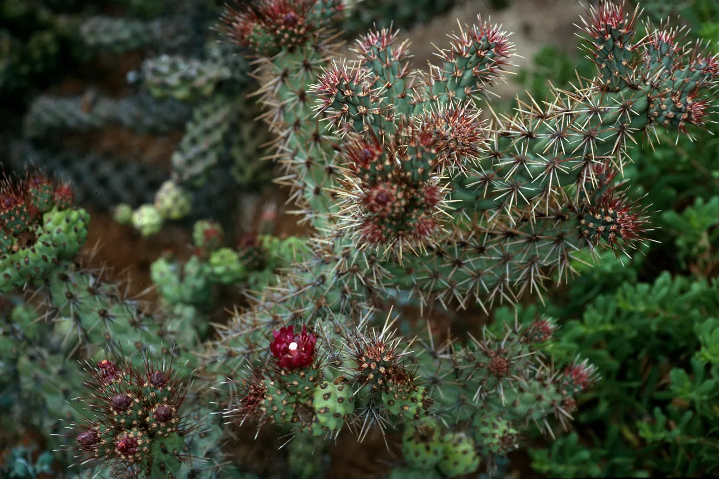 Opuntia prolifera, South of Building 121, San Nicolas Island
