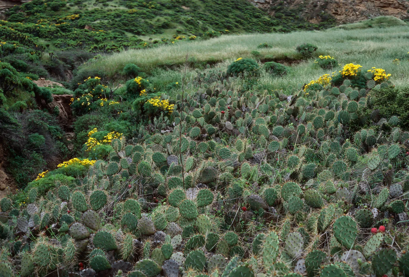 Opuntia (Prickly-pear), Beach Road below airfield, San Nicolas Island