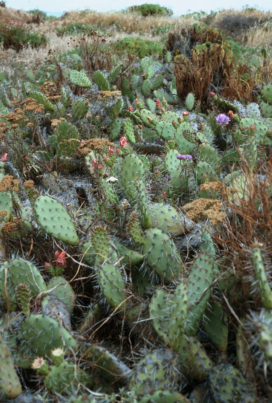 Opuntia litoralis, base of NAVFAC grade, San Nicolas Island