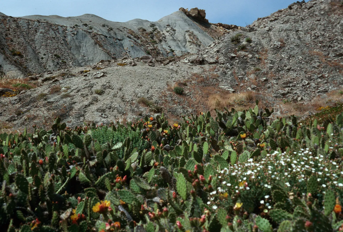 Opuntia littoralis, Malacothrix implicta, Cattail Canyon, San Nicolas Island