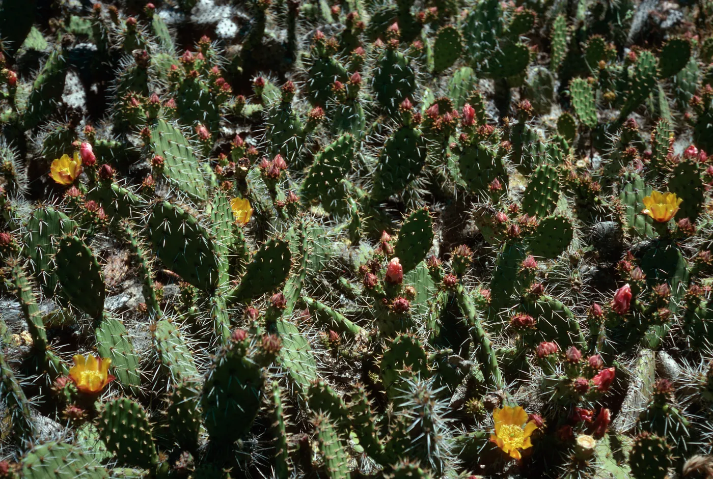 Opuntia littoralis, lower Cattail Canyon, San Nicolas Island