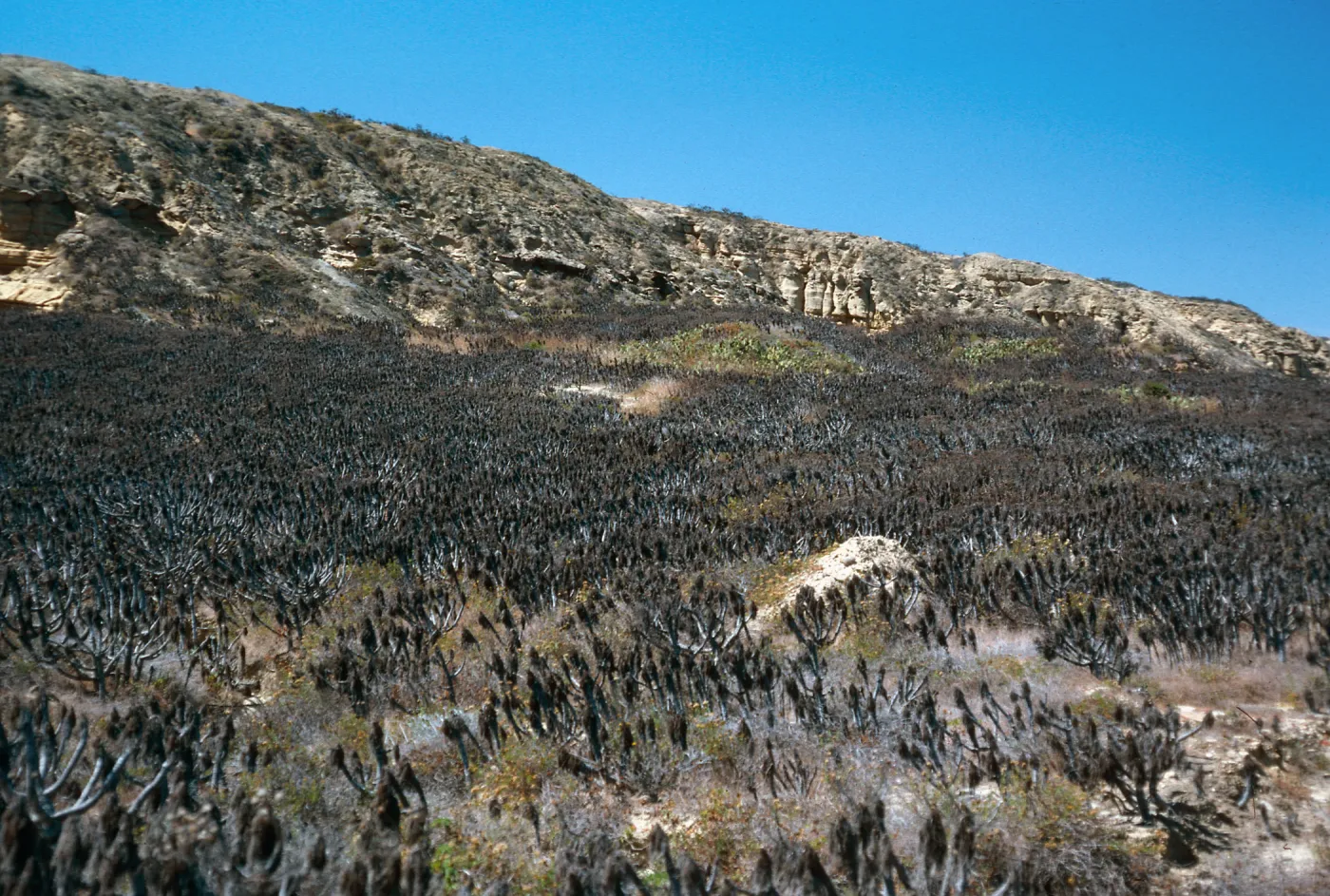Coreopsis, Northeast part of island, San Nicolas Island