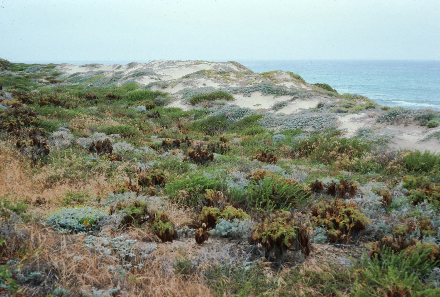 backdunes, North of airfield, San Nicolas Island