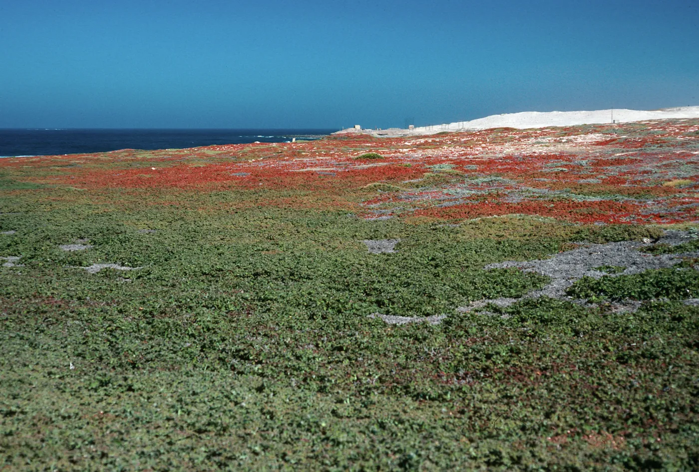 Mesembryanthemum crystallinum, Cormorant Rock, San Nicolas Island